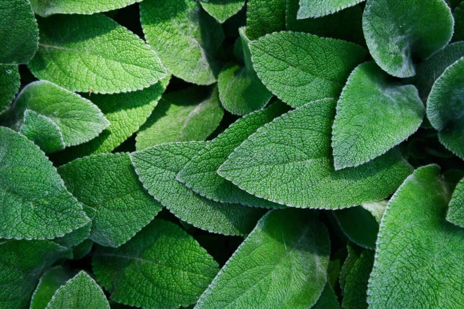 Feuilles vertes